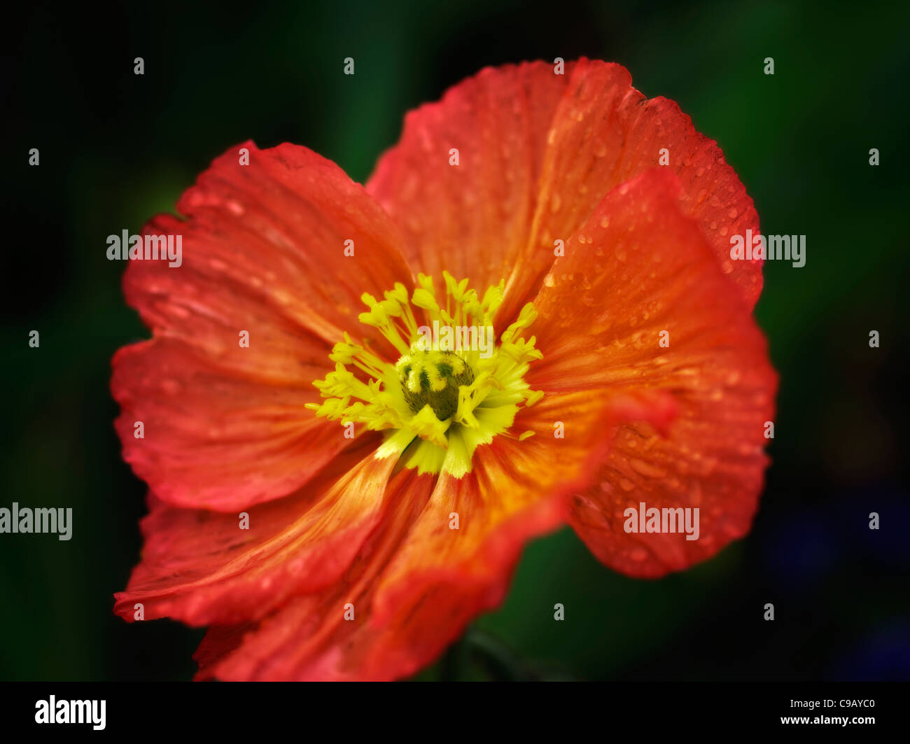 Close up of poppy flower after rain. Oregon Stock Photo