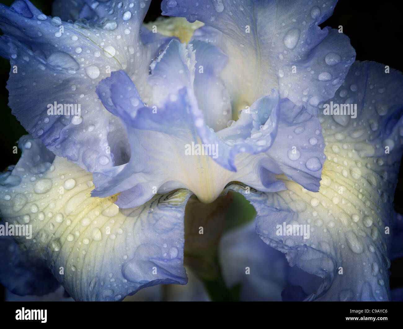 Close up of Iris (Joyful Skies) after rain. Oregon Stock Photo