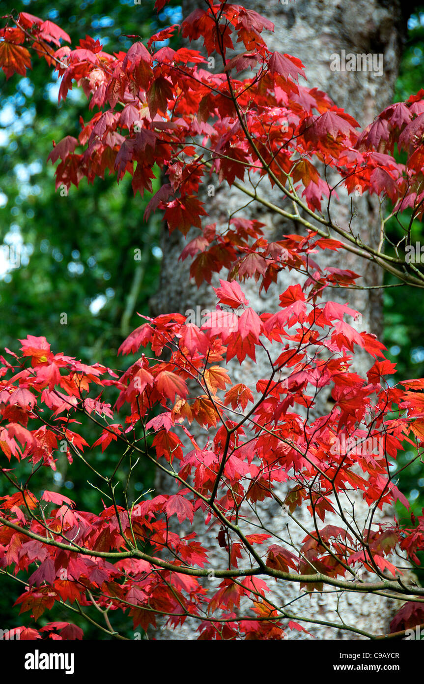 Full Moon Maple Westonbirt Arboretum Tetbury Gloucestershire England Stock Photo