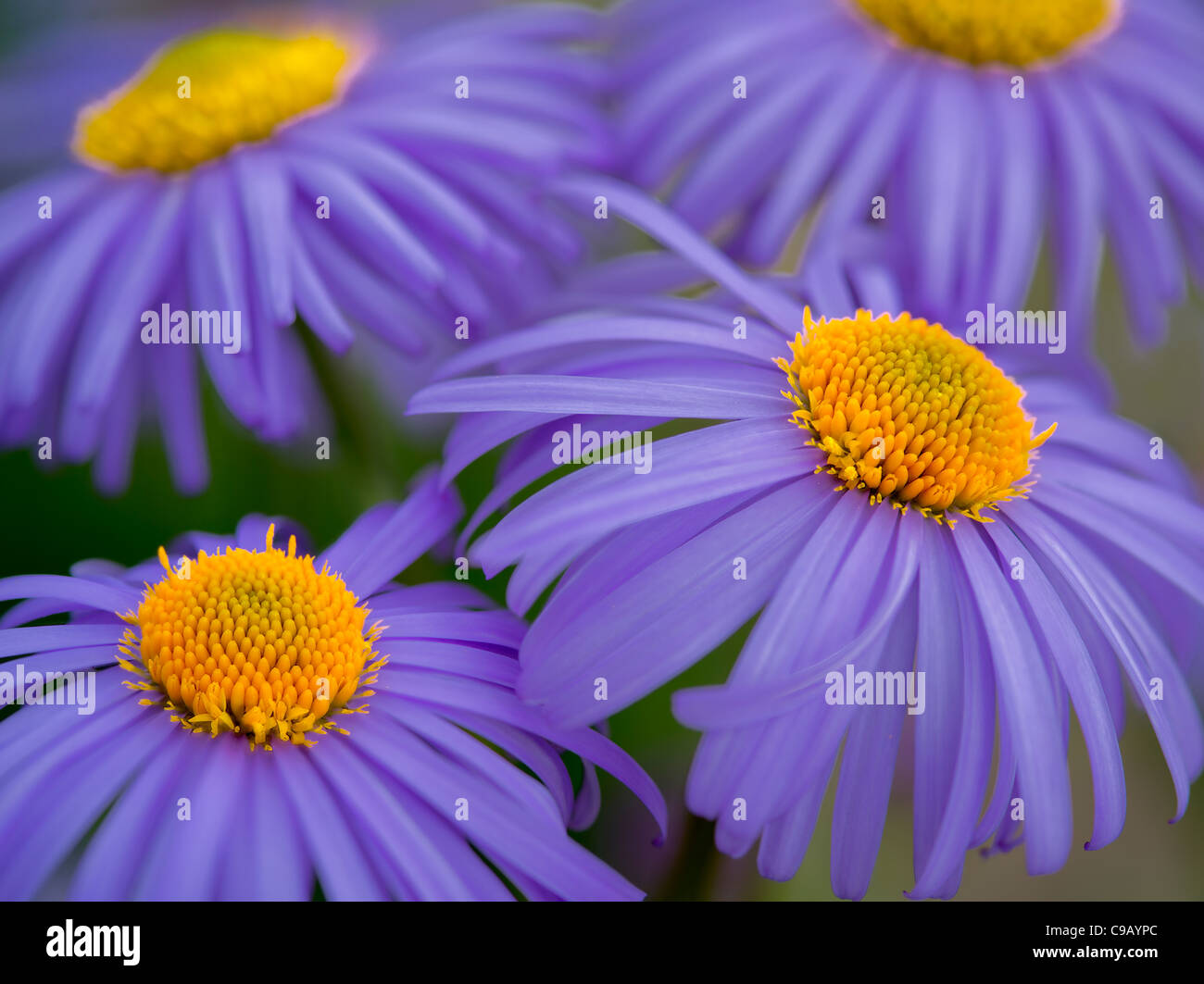 Close up of Doronicum flower. Oregon Stock Photo
