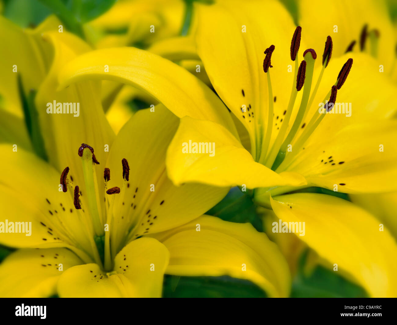 Sunray Lily. Oregon Stock Photo