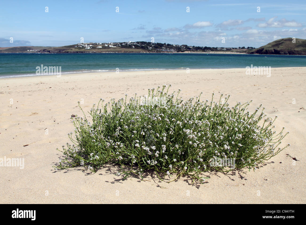 Padstow; Harbour Cove looking towards Daymer Bay; Camel Estuary