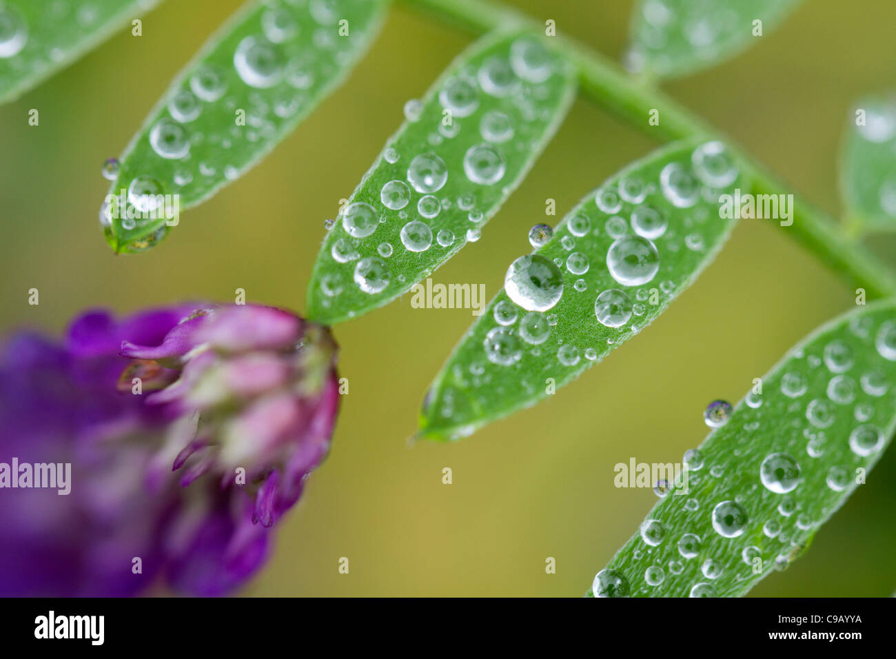 Tufted Vetch; Vicia cracca; with dew droplets; UK Stock Photo