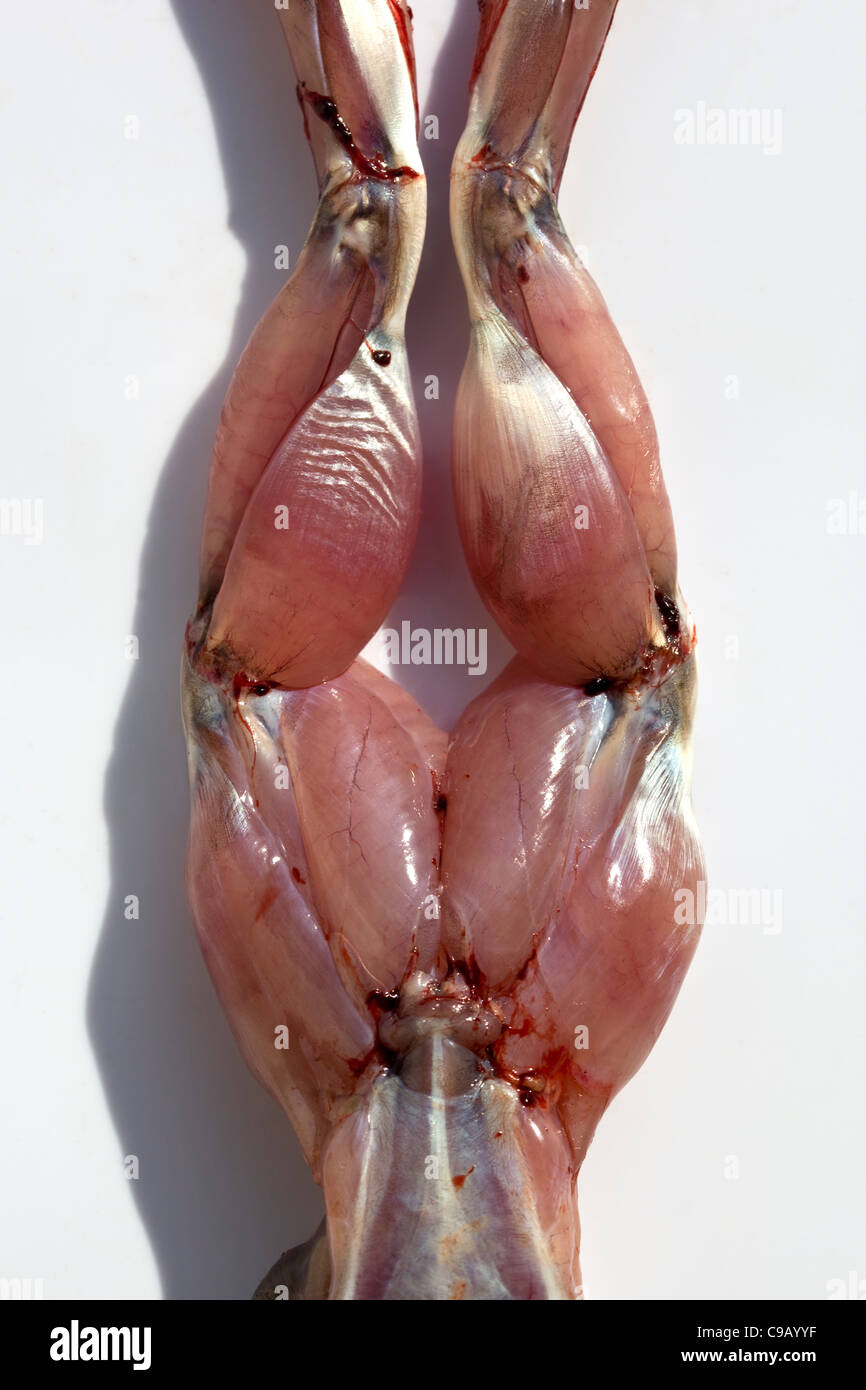 Raw Skinned Frogs Legs An example of the strange or weird food eaten by people around the