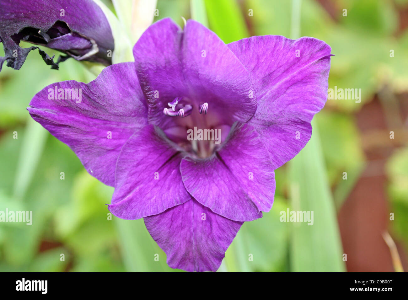 stunning gladioli flowers Stock Photo Alamy