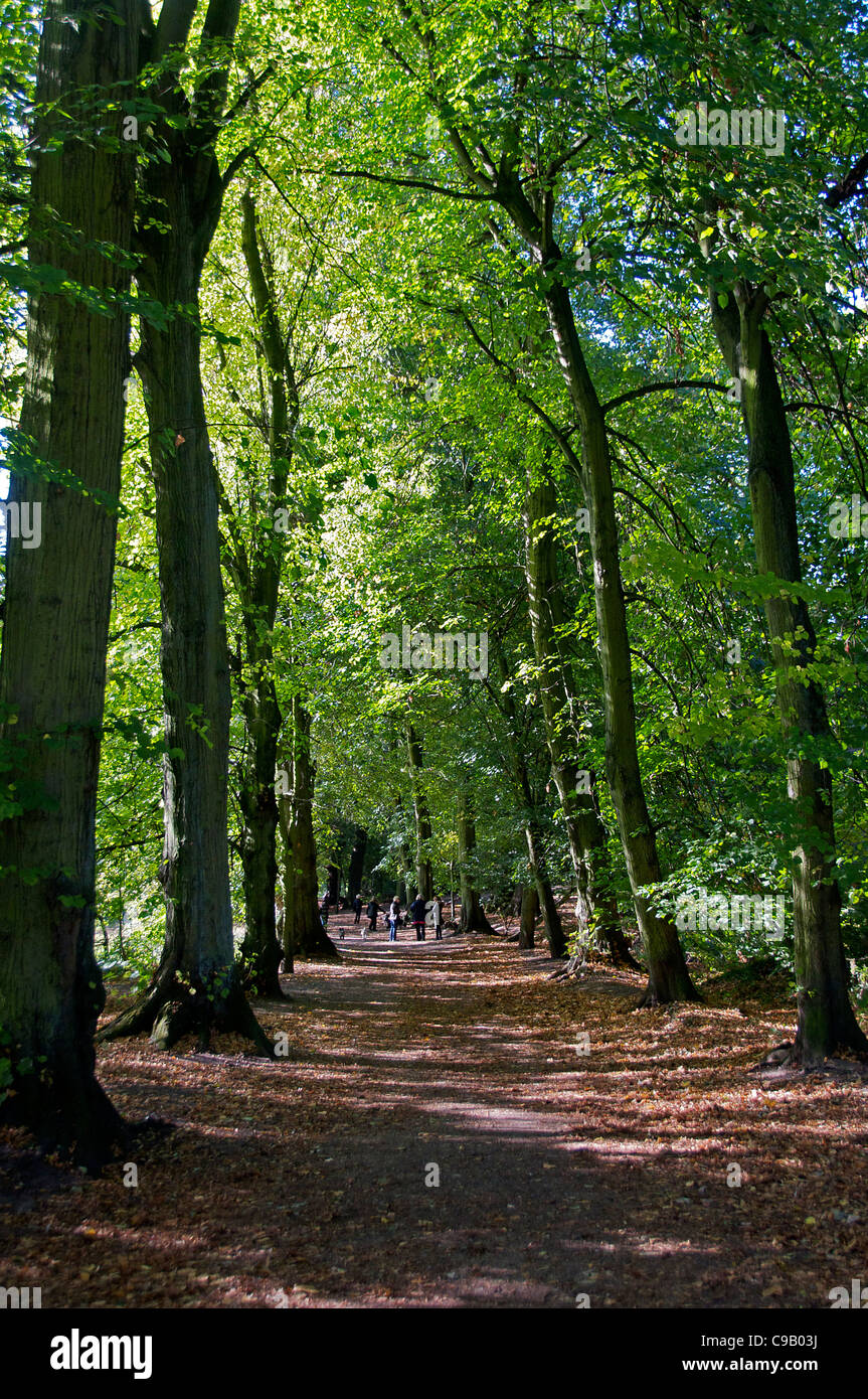Wooded area Hampstead Heath London England Stock Photo
