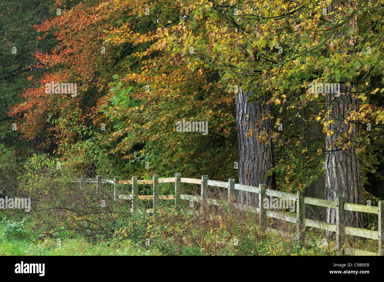 Beautiful autumn foliage near Lofthouse in Nidderdale, Yorkshire, England Stock Photo