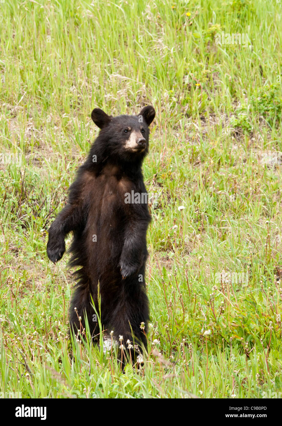 A black bear cub standing on it's hind legs in the long grass Stock