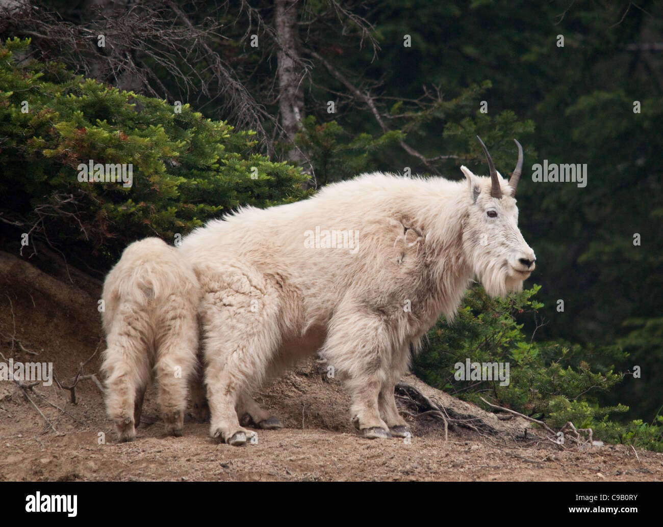 Mother mountain goat kid hi-res stock photography and images - Alamy