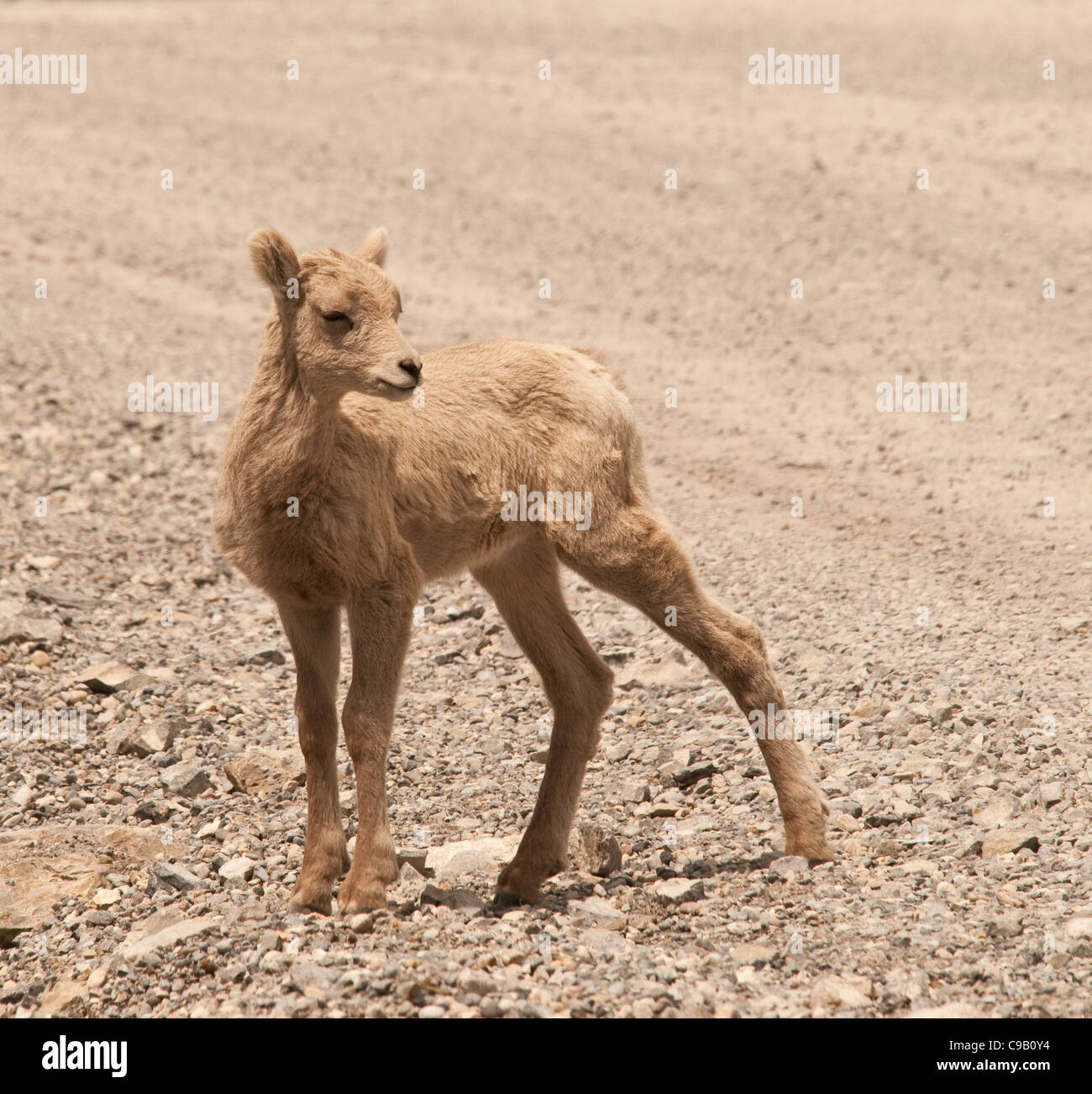 Baby BigHorn sheep standing in the road Stock Photo