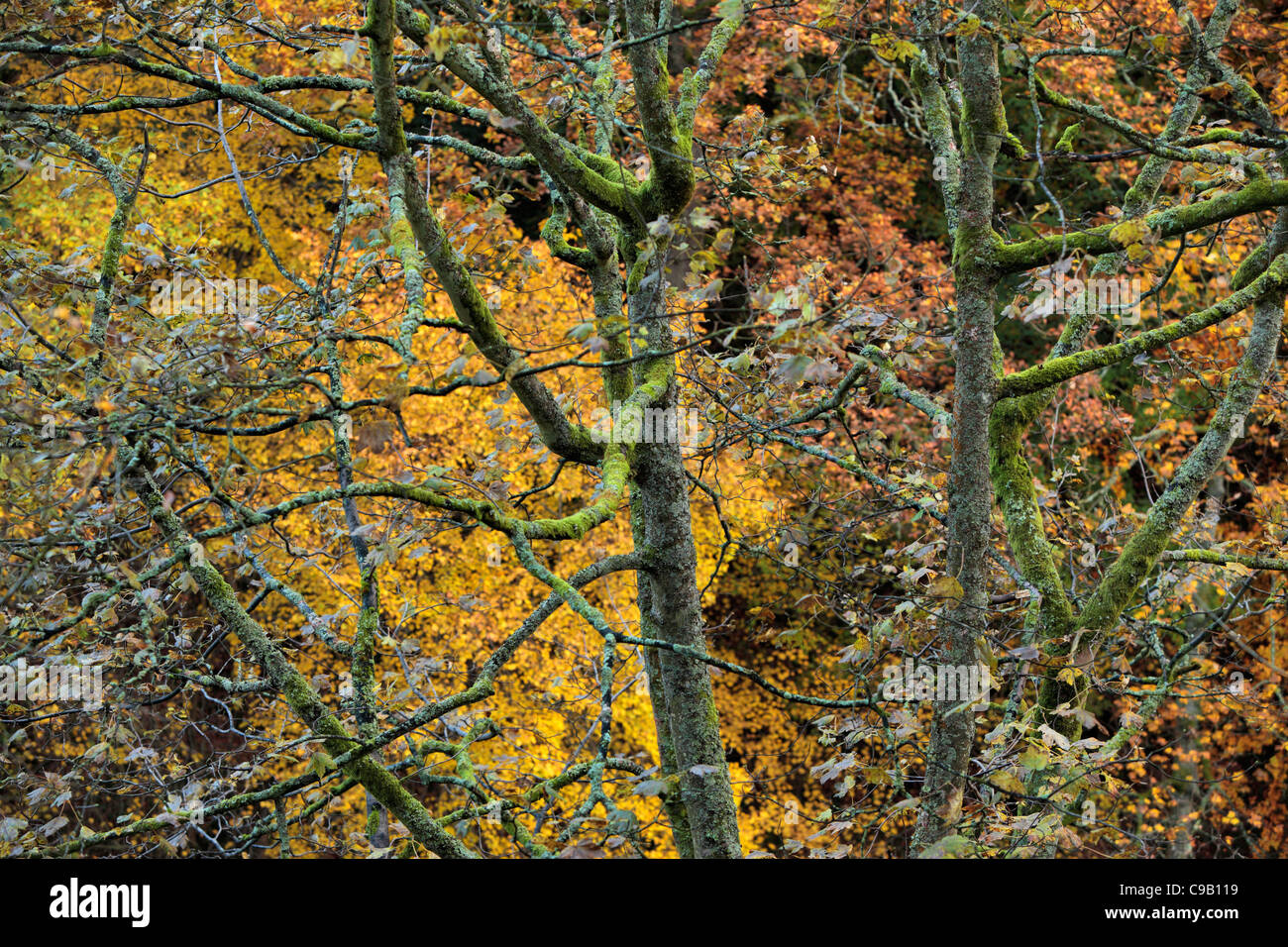 Brightly colored autumn foliage of Strid Wood along the banks of the River Wharfe in Wharfedale, Yorkshire, England Stock Photo