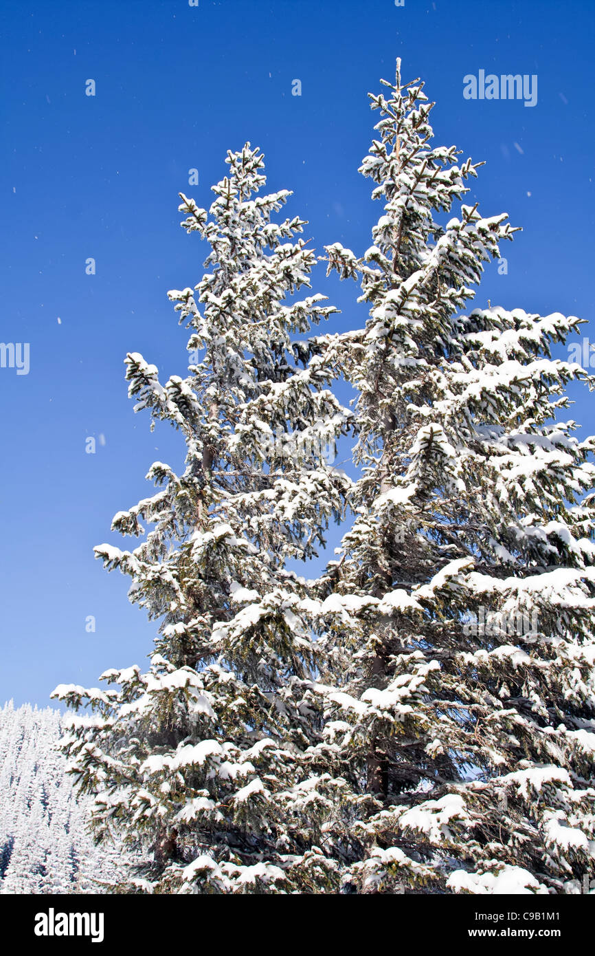 Pine covered with snow in blue sky Stock Photo - Alamy
