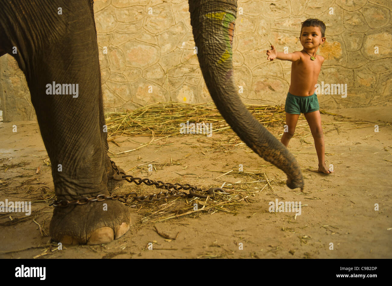 A child of a mahout, tries to touch an elephant that is used for tourists in Jaipur, Rajasthan, India. Stock Photo