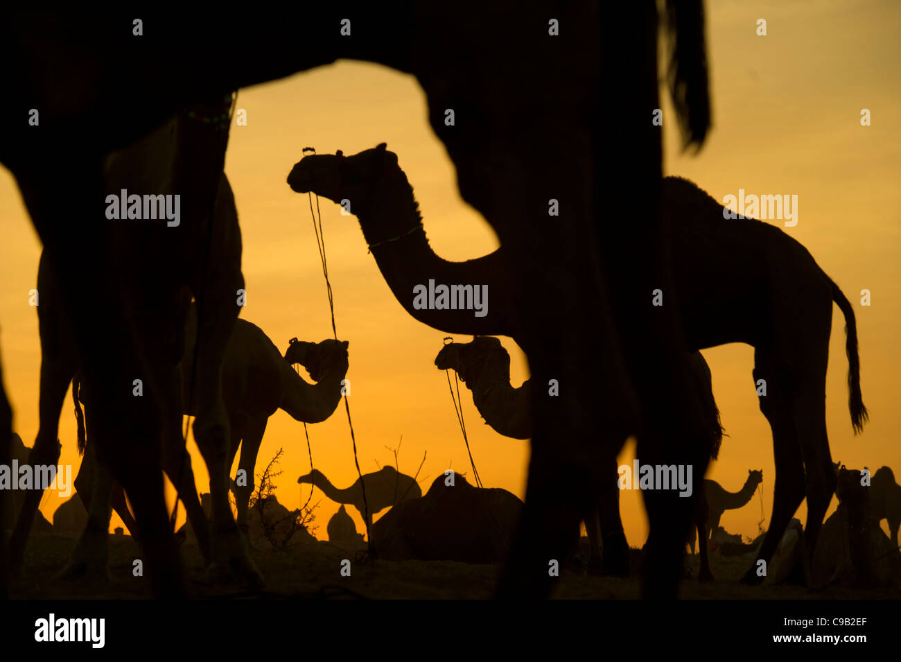 Camel traders collect water for their livestock at the world's largest annual cattle fair in the desert town of Pushkar, India. Stock Photo