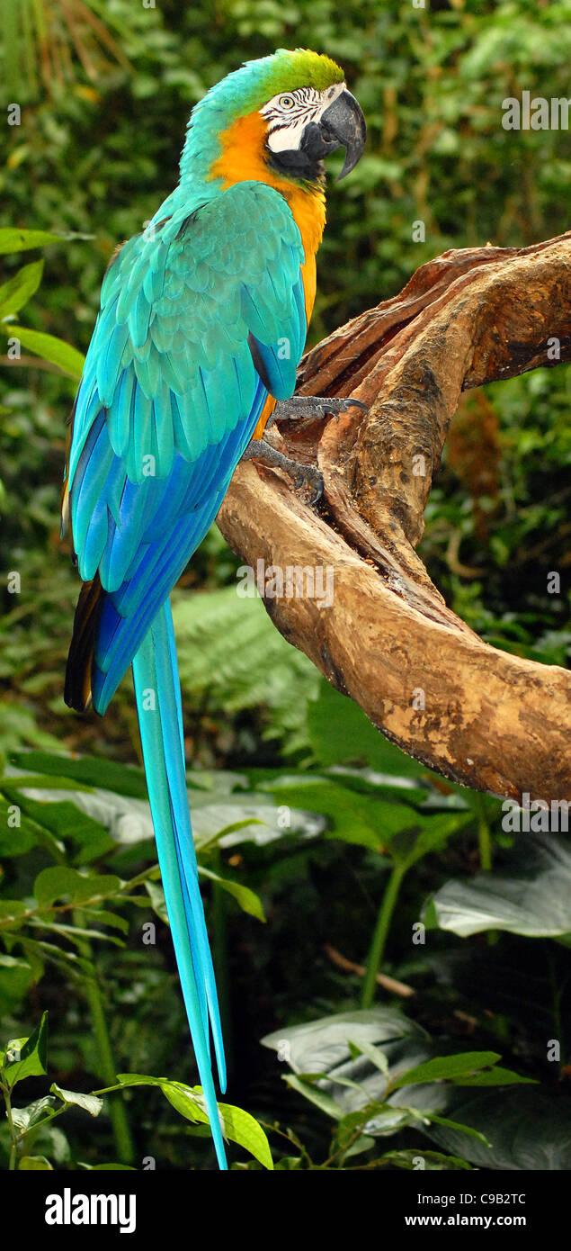 BLUE AND YELLOW MACAW, (ARA ARARAUNA) AT THE IGUAZU BIRD PARK BRAZIL Stock Photo