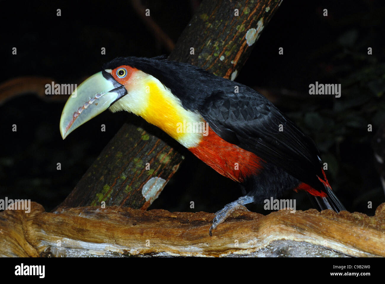 RED BREASTED TOUCAN AT THE IGUAZU BIRD PARK AT THE IBRAZIL Stock Photo