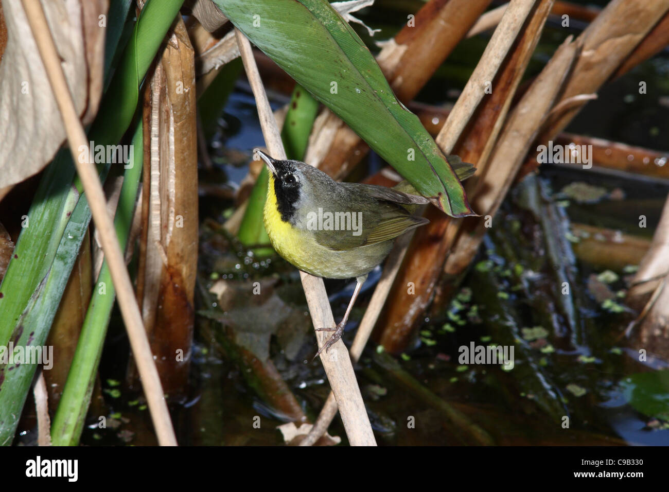 North American Warblers Yellowthroat Stock Photo