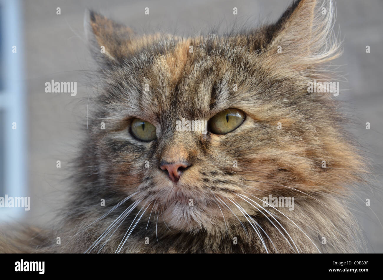 Face of cat, like a lynx Stock Photo