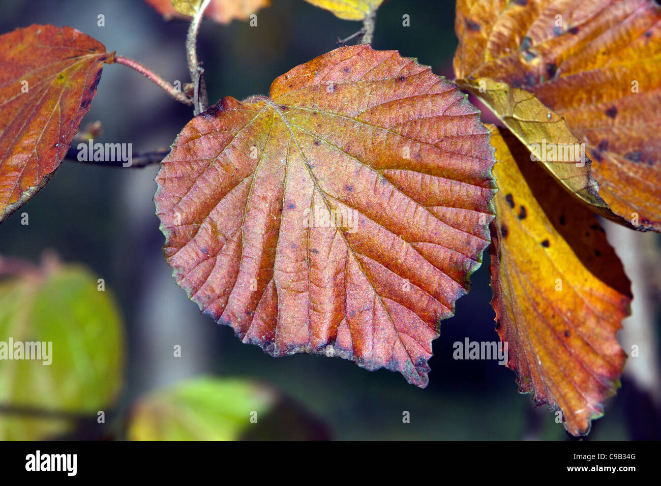Viburnum dilatatum Erie Linden Viburnum Honeysuckle family Stock Photo Alamy