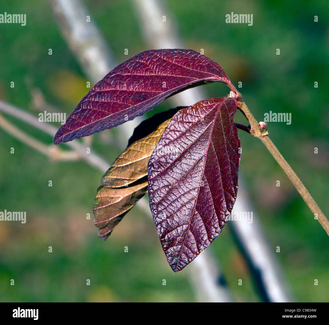 Viburnum dilatatum Erie Linden Viburnum Honeysuckle family Stock Photo Alamy