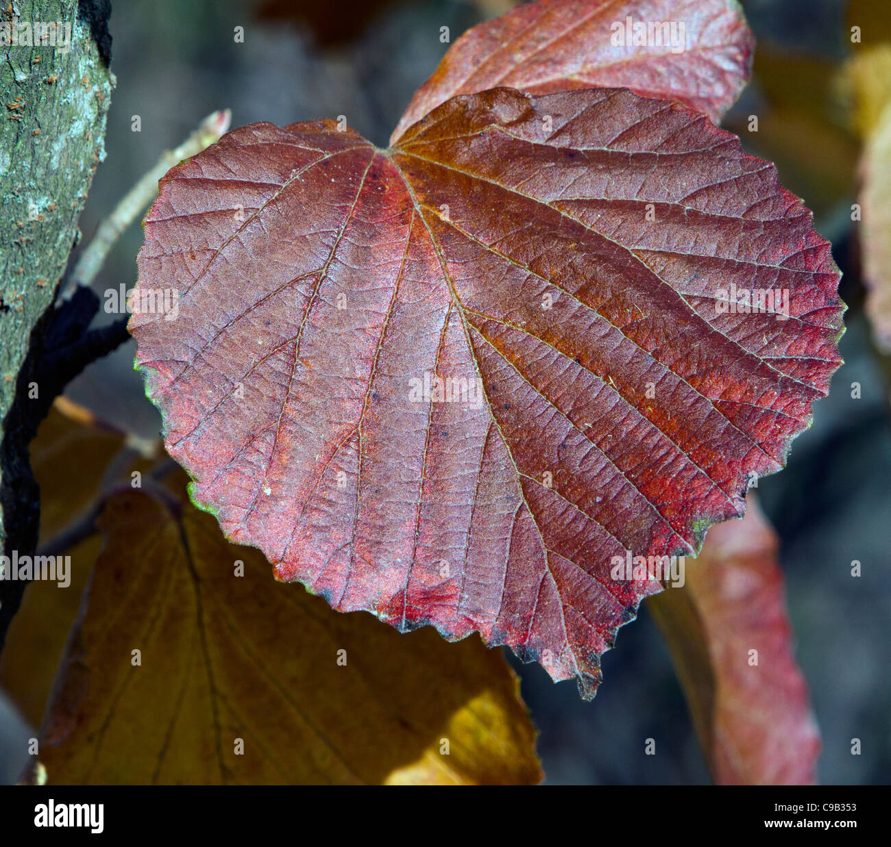 Viburnum dilatatum Erie Linden Viburnum Honeysuckle family Stock Photo Alamy