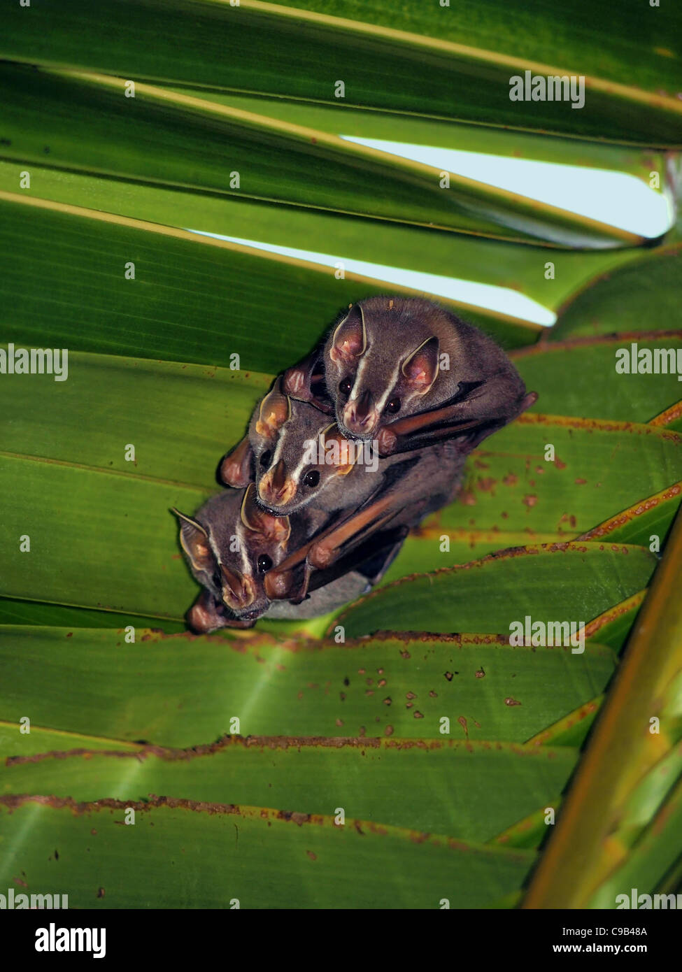 TentMaking Bats, Uroderma bilobatum, under coconut palm, Caribbean