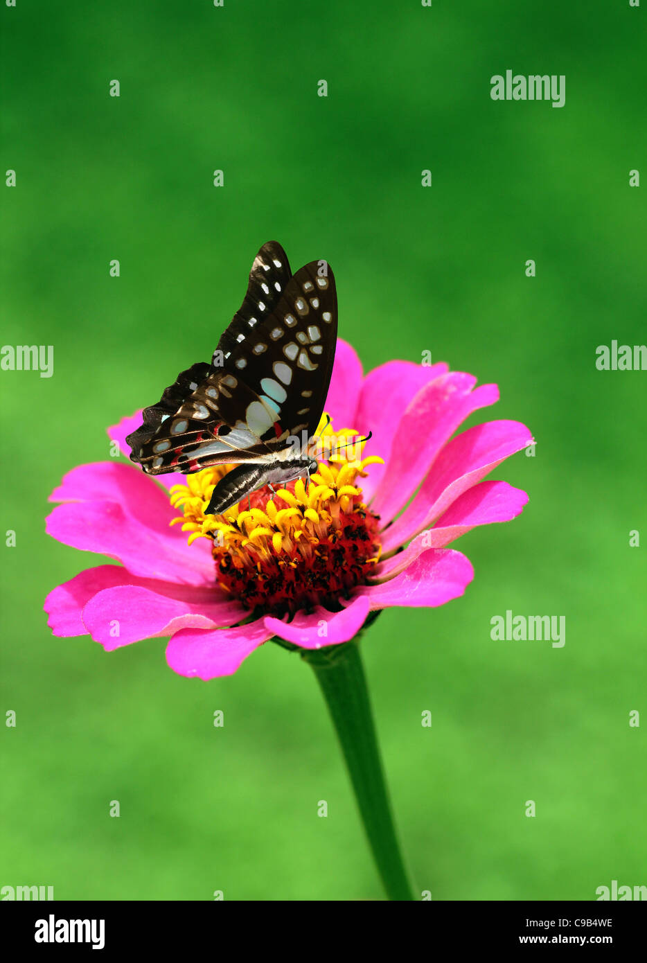Butterfly looking for nectar on a pink asteraceae flower Stock Photo ...