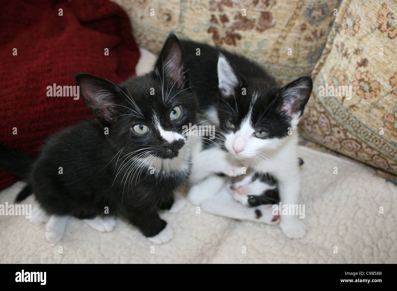 Black and white kittens one kitten peeping from under one of them on white fleece on sofa with red cushions. Stock Photo