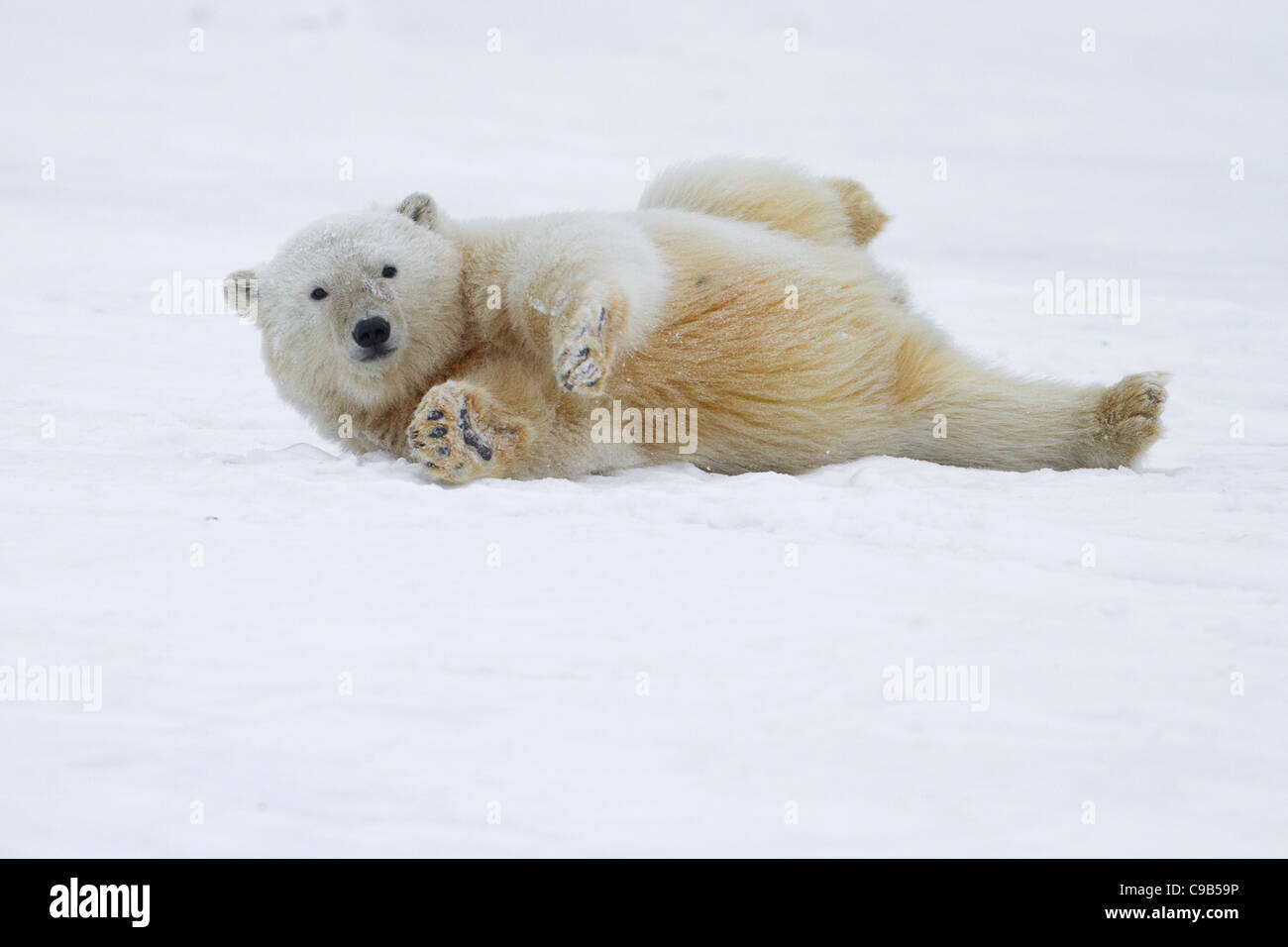 Polar Bear cub (Ursus maritimus) playfully rolling in the snow on a beach at Kaktovik, Barter Island, Alaska in October Stock Photo