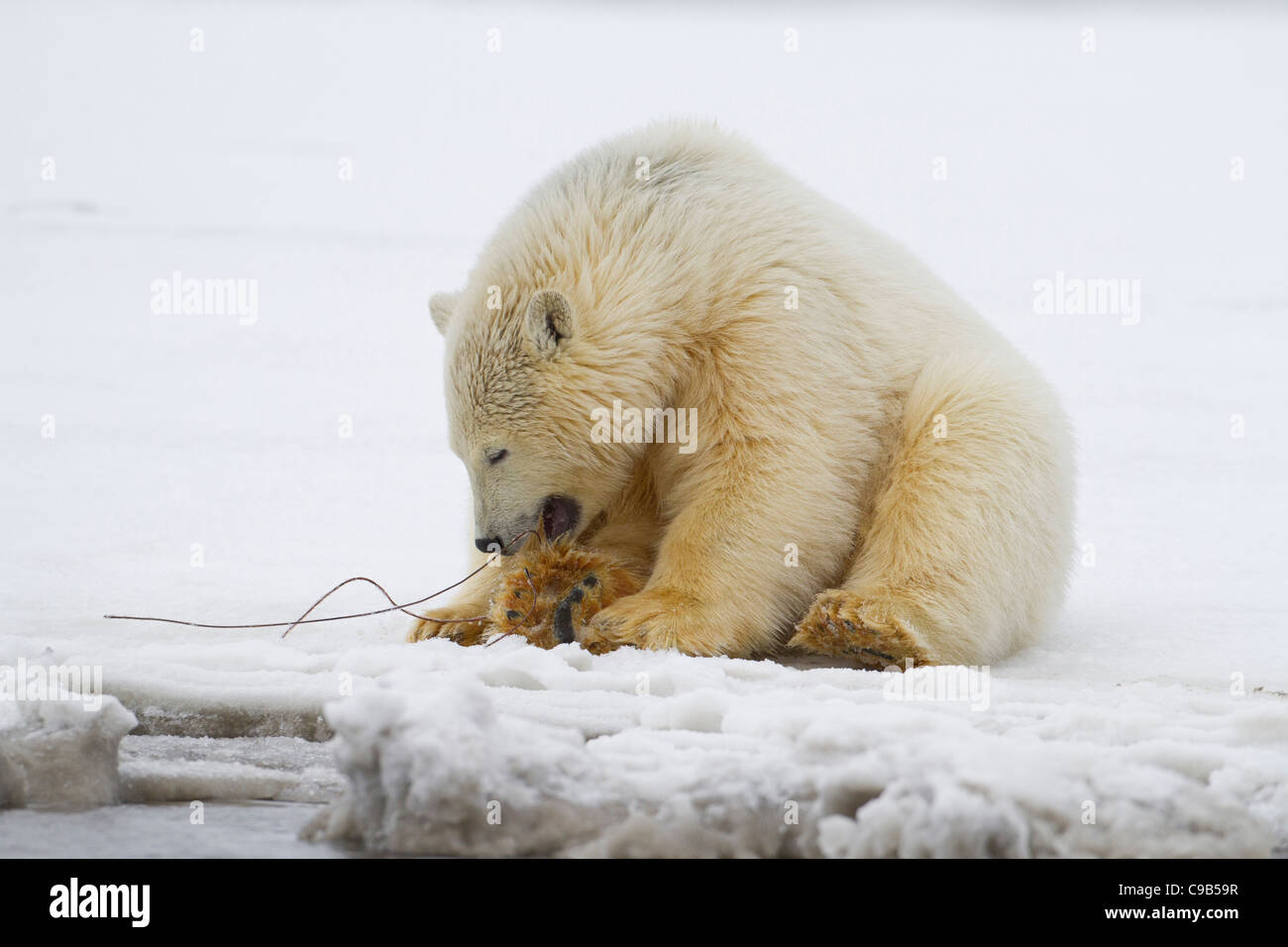 Polar Bear cub (Ursus maritimus) playing with a piece of wire in snow on a beach at Kaktovik, Barter Island, Alaska in October Stock Photo