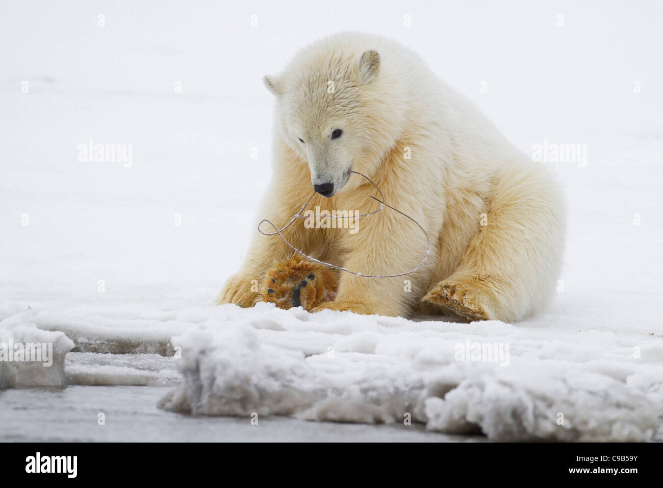 Polar Bear cub (Ursus maritimus) playing with a piece of wire in snow on a beach at Kaktovik, Barter Island, Alaska in October Stock Photo