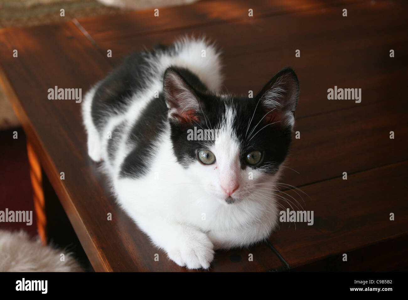 Black and white kitten cat sitting one front pawn tucked in on dark wood coffee table with sun light.. Stock Photo