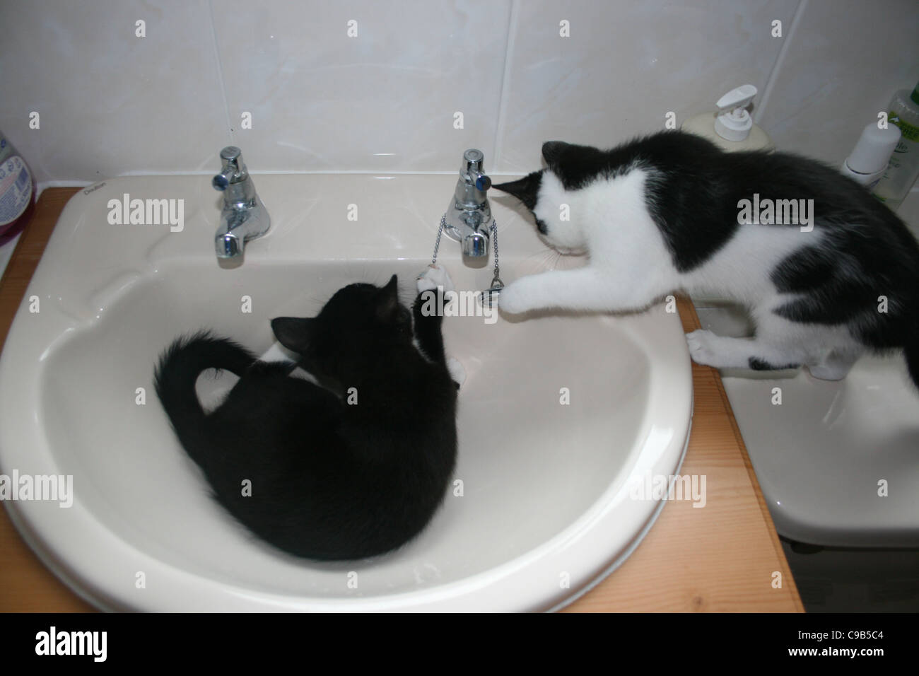 Black male kitten cat in bathroom wash hand basin with black and white