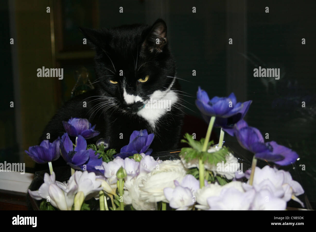Black male cat admiring white freesia dark blue anemone Stock Photo Alamy