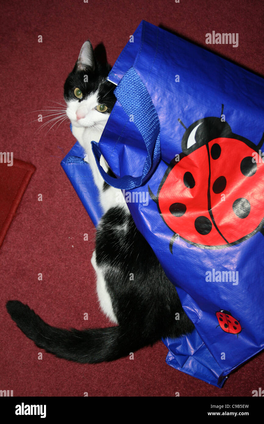 Black and white female cat in royal blue shopping bag with big ladybird motif on dark red carpet. Stock Photo