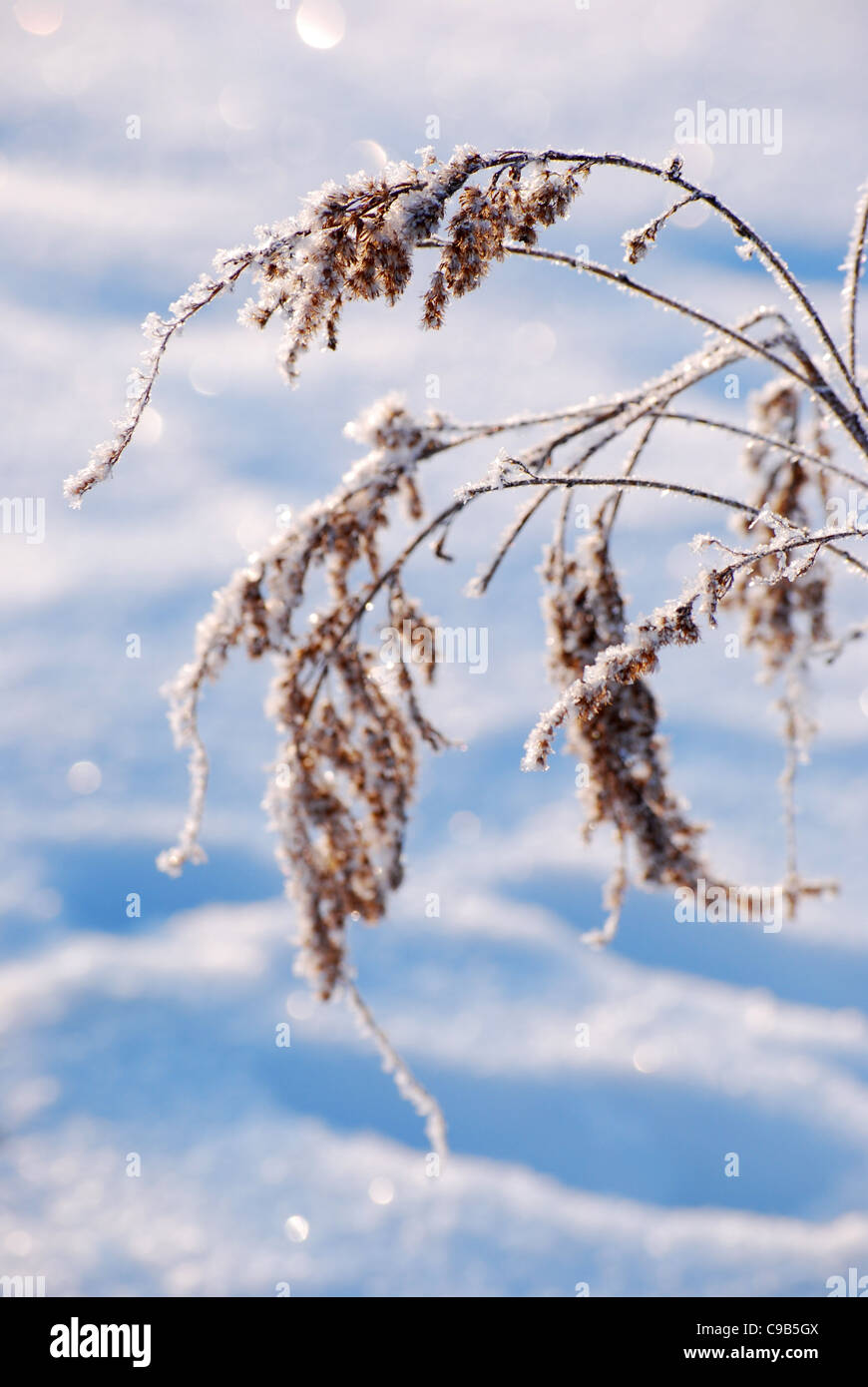 closeup of bulrush covered with snow at winter Stock Photo