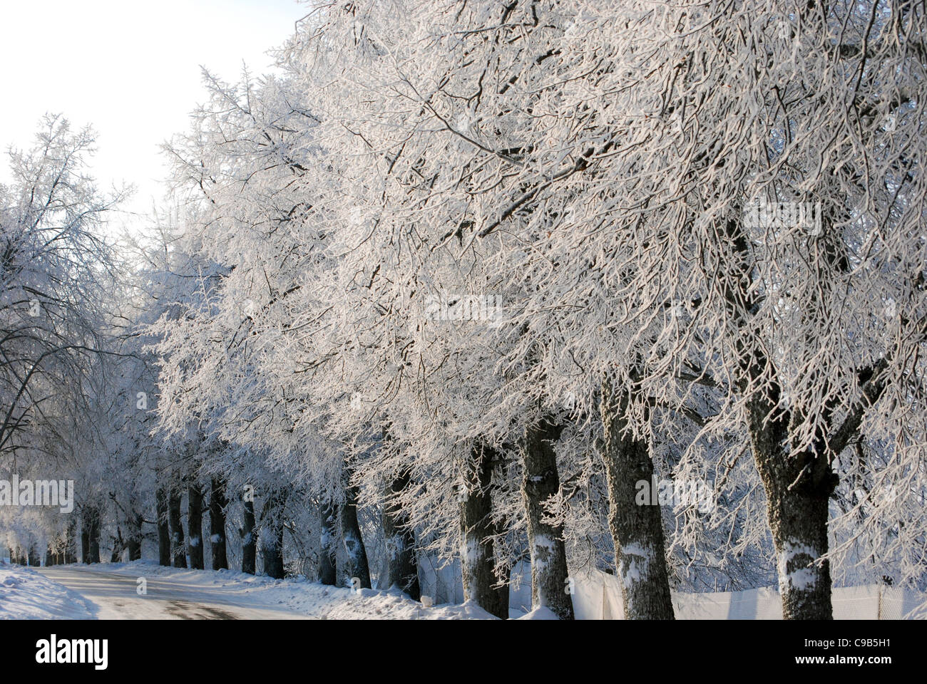 Winter road near frozen trees Stock Photo