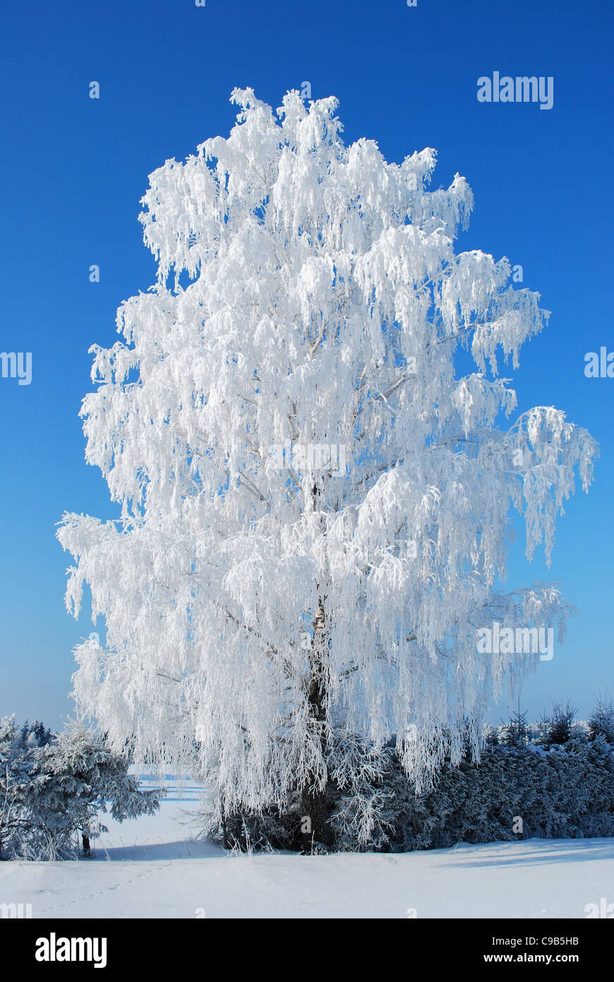 White birch tree under snow Stock Photo