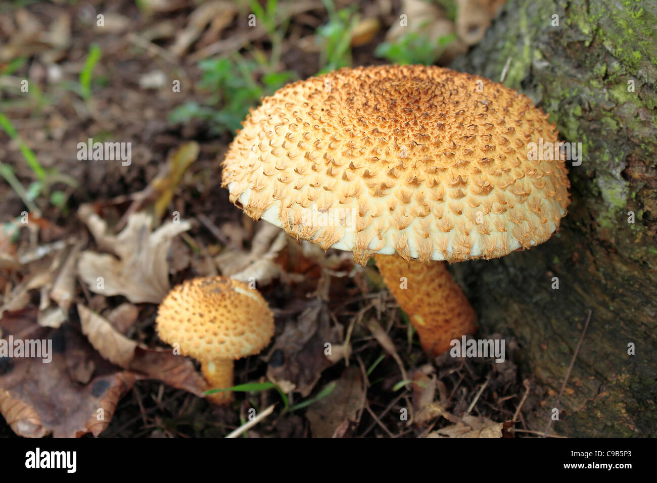 Shaggy Pholiota Squarrosa Mushrooms Stock Photo