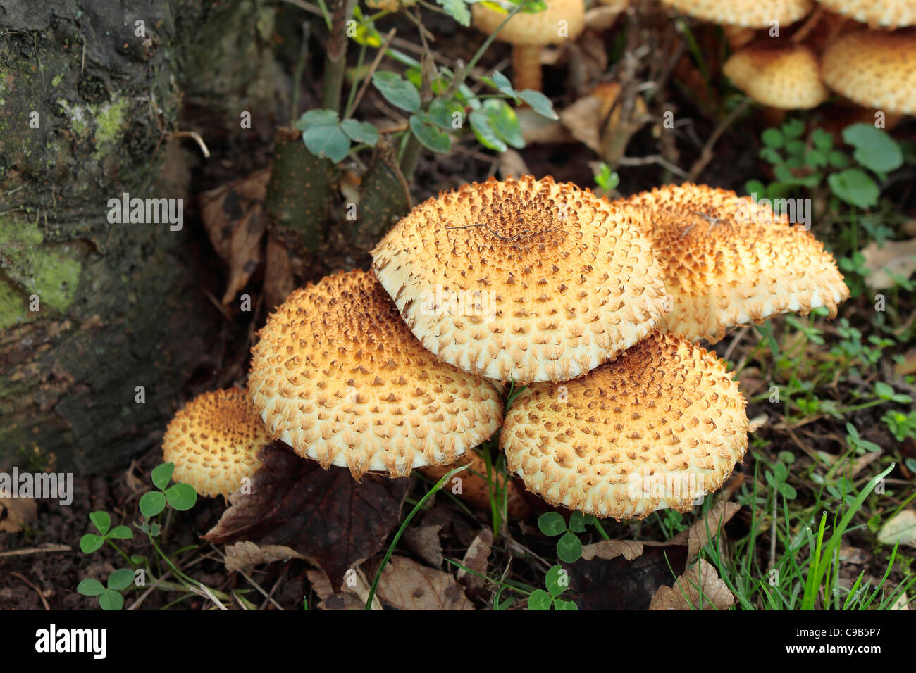 Shaggy Pholiota Squarrosa Mushrooms Stock Photo