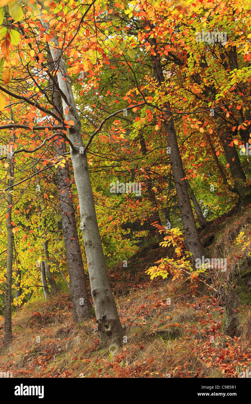 Beautiful colorful image of a forest in the autumn Stock Photo - Alamy