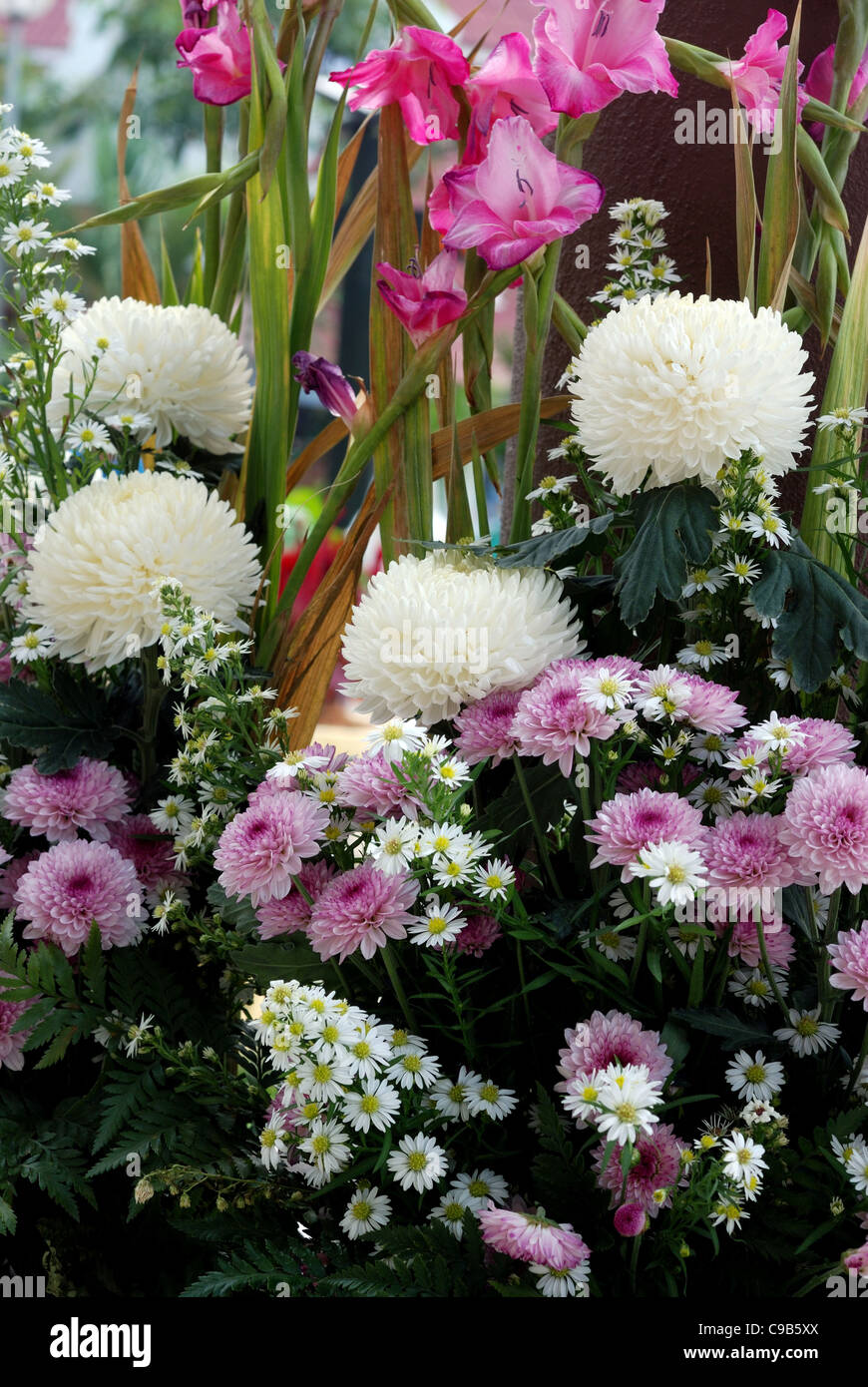 Variety of Chrysanthemums in bloom Stock Photo Alamy