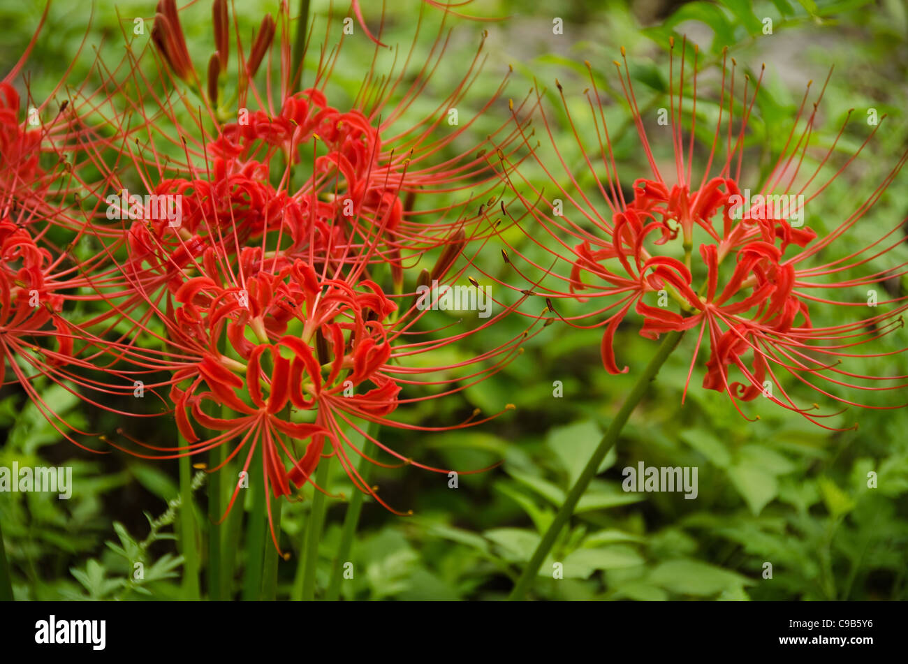 Flowers of the Red spider lily, Lycoris radiata Stock Photo