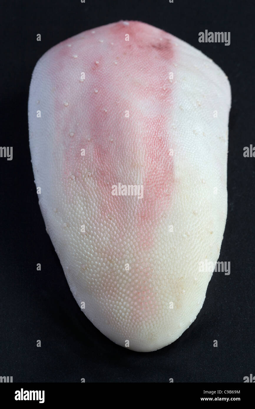 Raw Ox Tongue Stock Photo Alamy