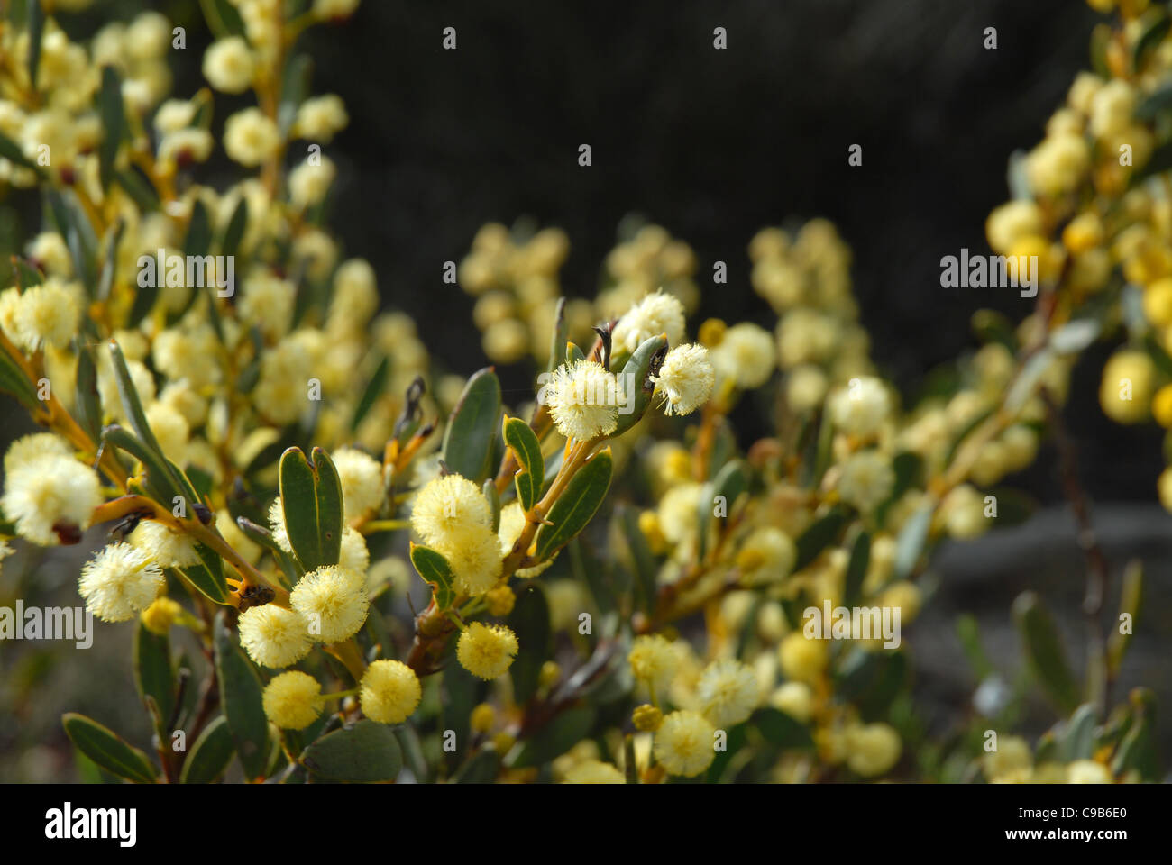 wildflowers, Western Australia, Australia Stock Photo