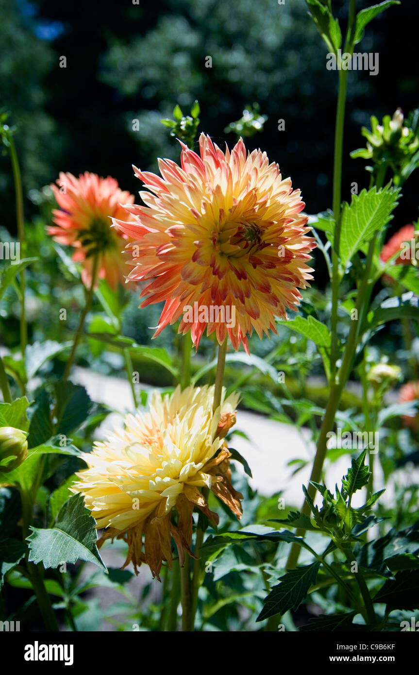 Yellow/Orange Dahlia flower Stock Photo