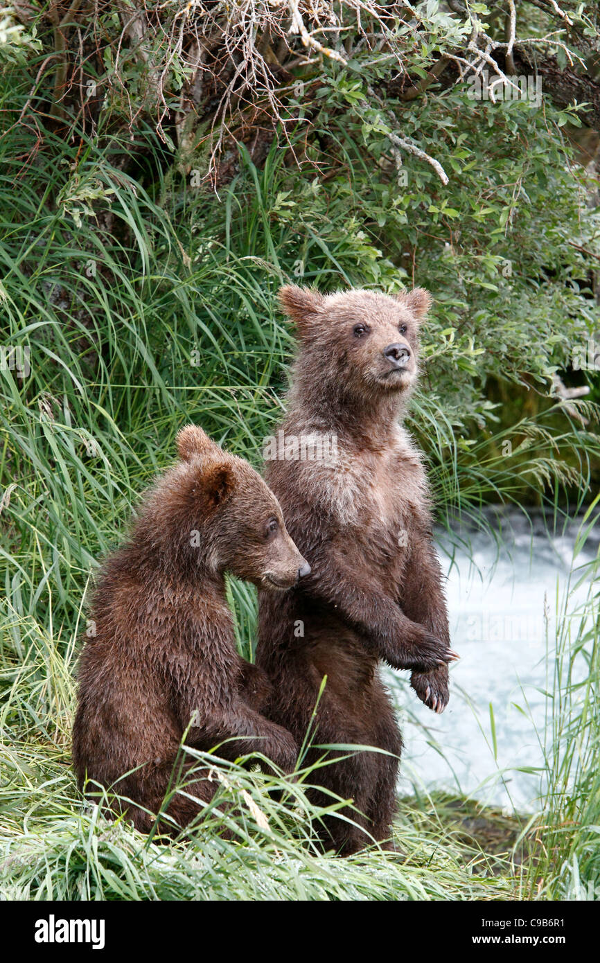 Small brown bear cub standing at rivers edge. Stock Photo