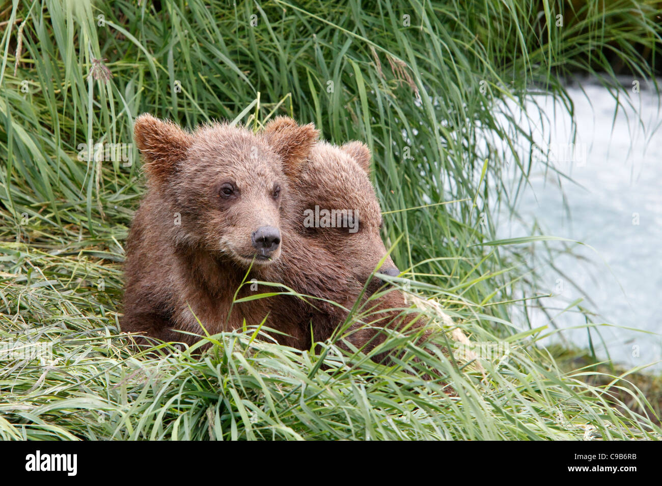 Brown bear cubs cuddling at rivers edge Stock Photo