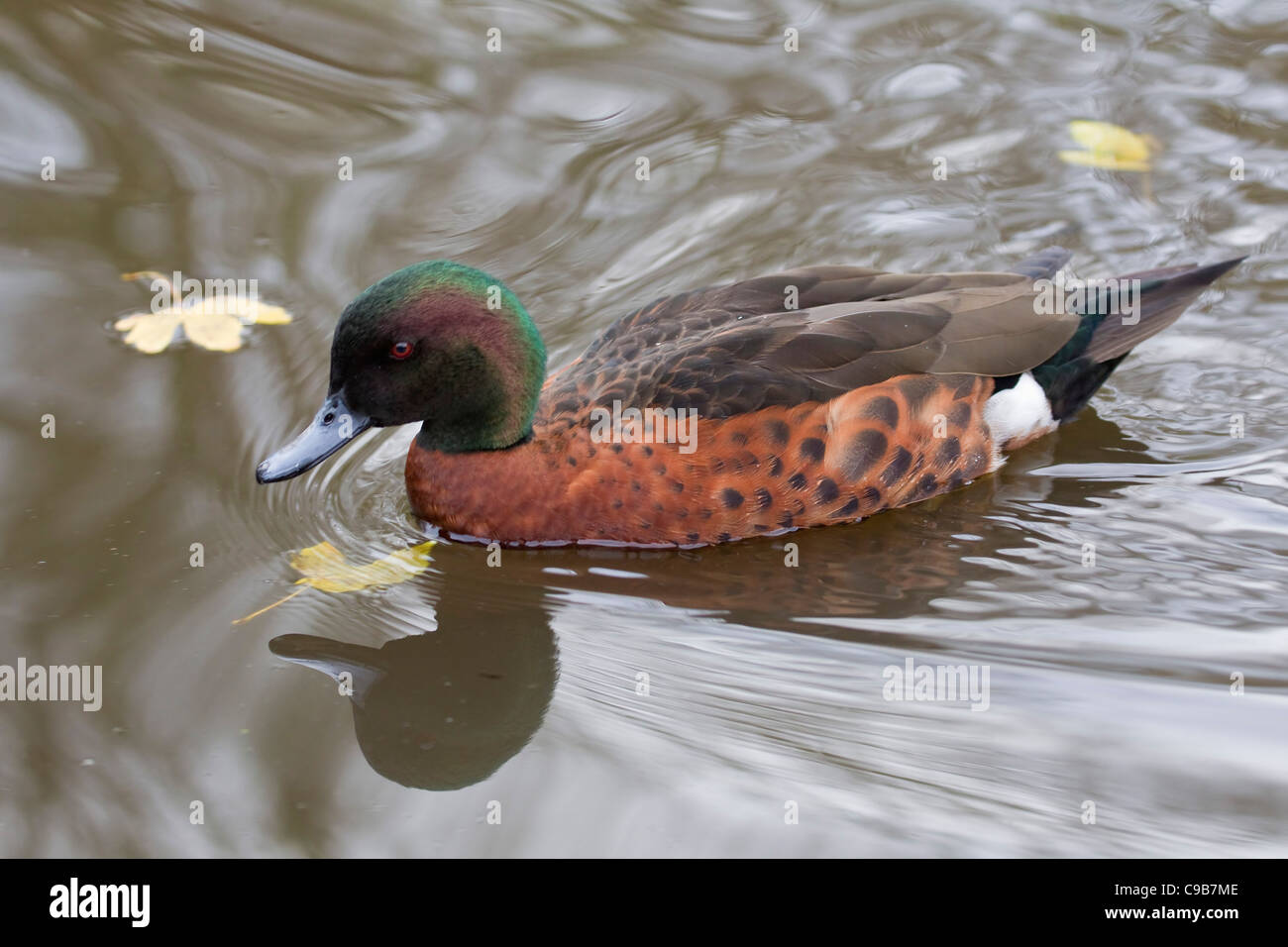 Chestnut Teal Anas castanea swimming in profile among Autumn leaves Stock Photo