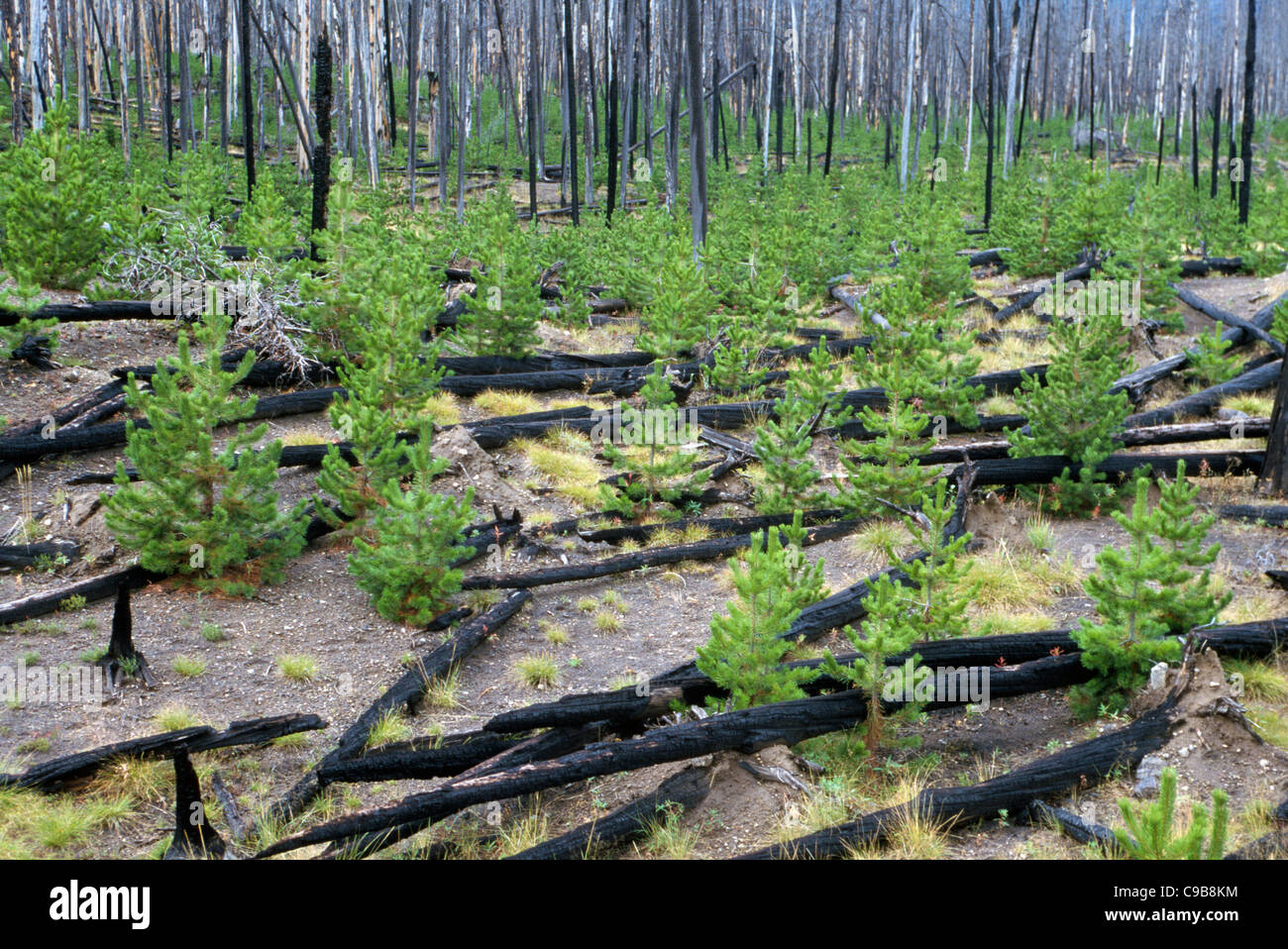 Студенты изучают уникальные экосистемы ненарушенной тайги. Естественное лесовосстановление на Гарях. Естественное возобновление леса. Естественное возобновление леса после пожара. Восстановление леса после пожара.